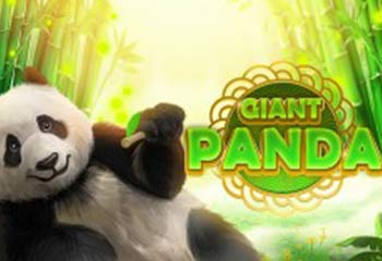 Giant Panda